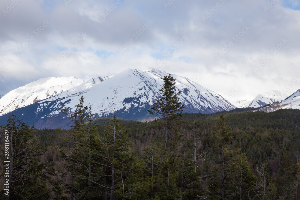Pine forest with snowy mountains under clouds in Alaska