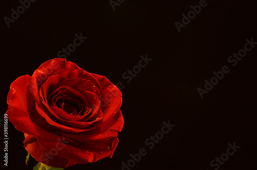 Fototapeta Naklejka Na Ścianę i Meble -  Rosa roja en la oscuridad