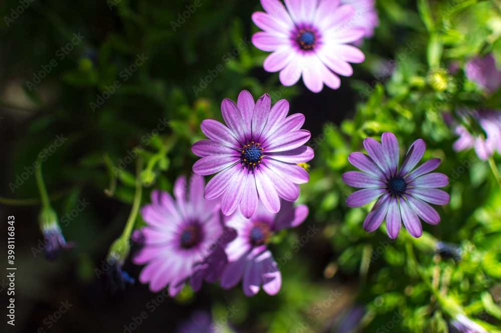 Fototapeta premium Margarita violeta