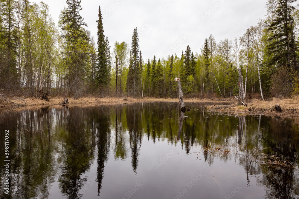 Green forest reflecting in pond during spring season in Alaska