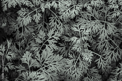 Common Wormwood