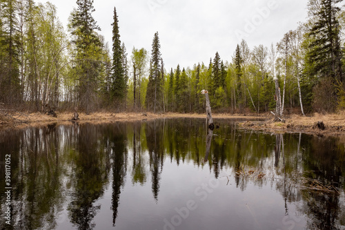 Green forest reflecting in pond during spring season in Alaska