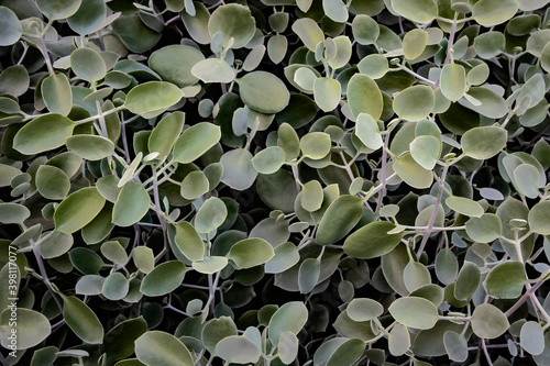 Silver Teaspoons