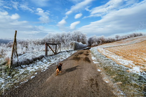 Fototapeta Naklejka Na Ścianę i Meble -  spacer, śnieg, jura, pies