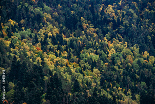 Colorful golden autumn forest pattern