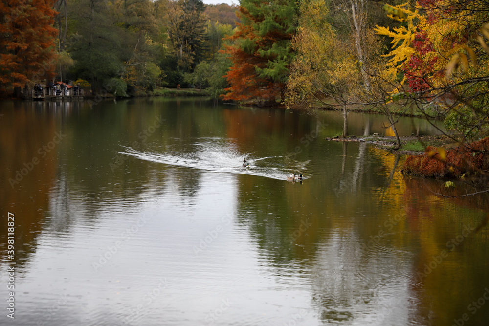 Fototapeta premium Ducks swimming in lake during autumn