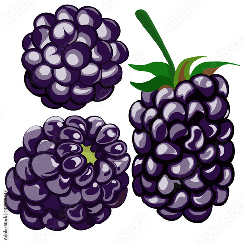 Blackberries isolated on white background. Vector, clipart. Art & Illustration.