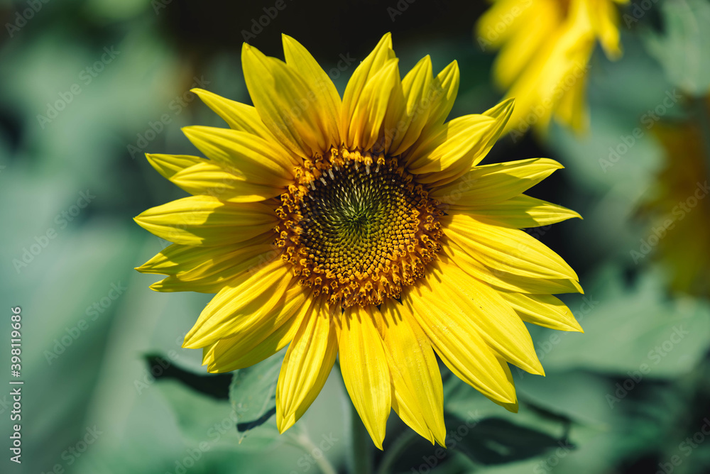 Wonderful sunflower in bokeh helios Wonderful sunflower in bokeh helios