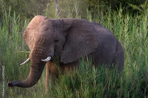 A lone African elephant walks through the shrub in Soth Africa.