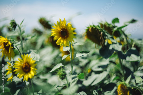 Wonderful sunflower in bokeh helios