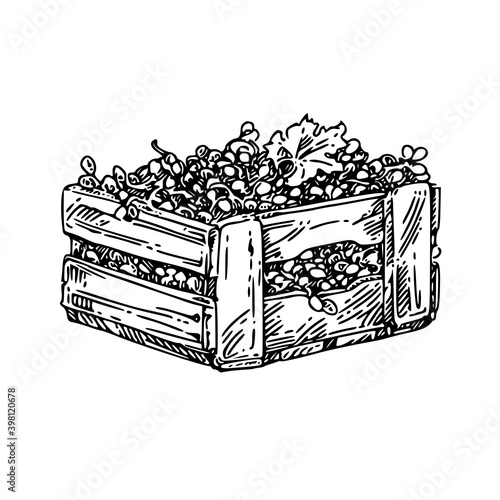 Wine set. Basket with bottle, girl crushed grapes, wooden box with grape and vineyard