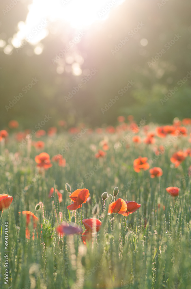 Obraz premium Delightful beautiful poppies flowers at evening sunset.