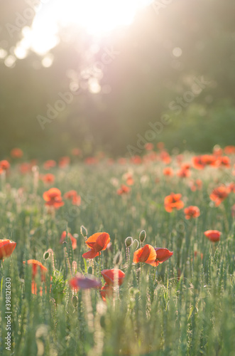  Delightful beautiful poppies flowers at evening sunset.