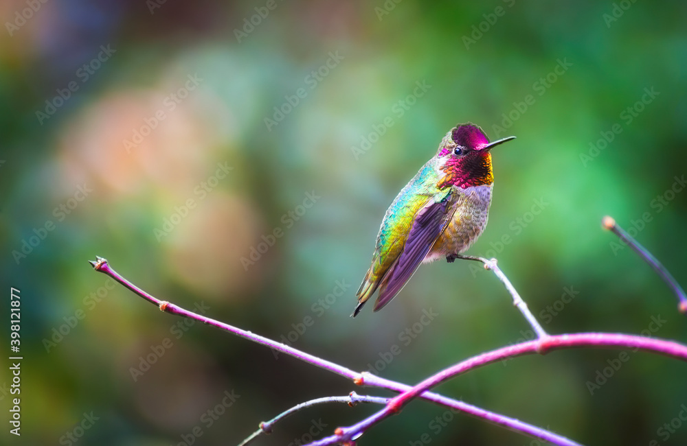 Obraz premium Anna's Hummingbird perched on a branch