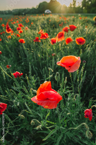  Delightful beautiful poppies flowers at evening sunset.