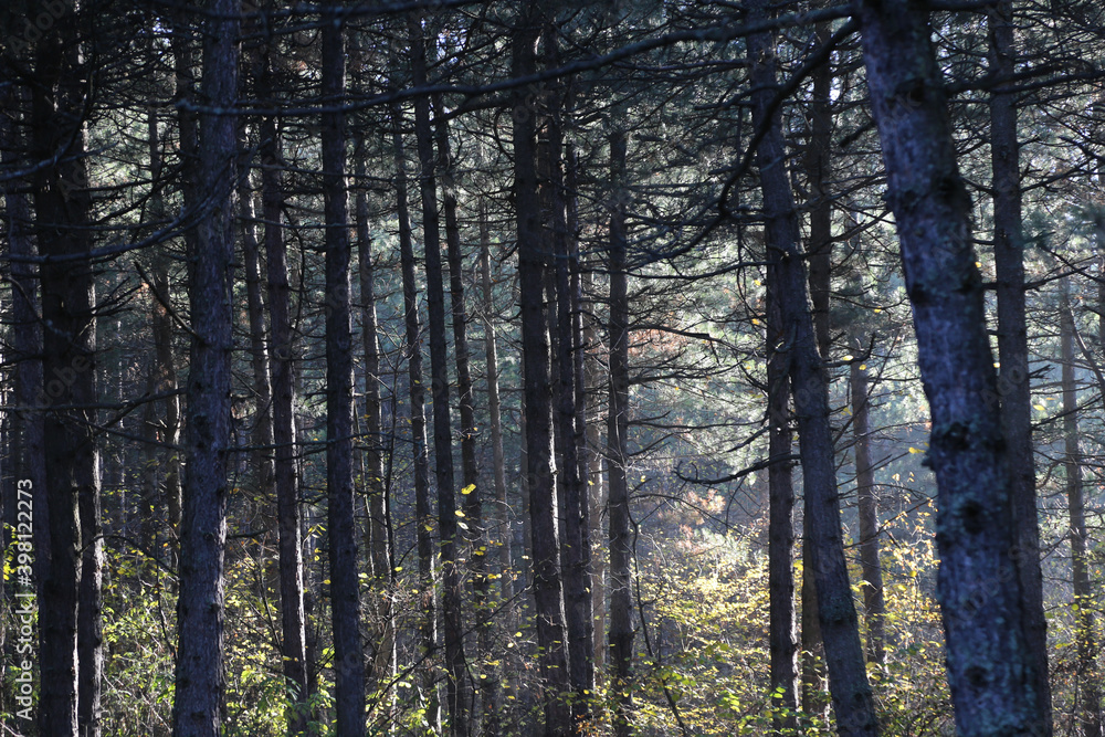 Fototapeta premium forest trees