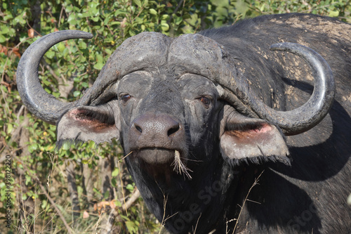 Kaffernbüffel / Buffalo / Syncerus caffer