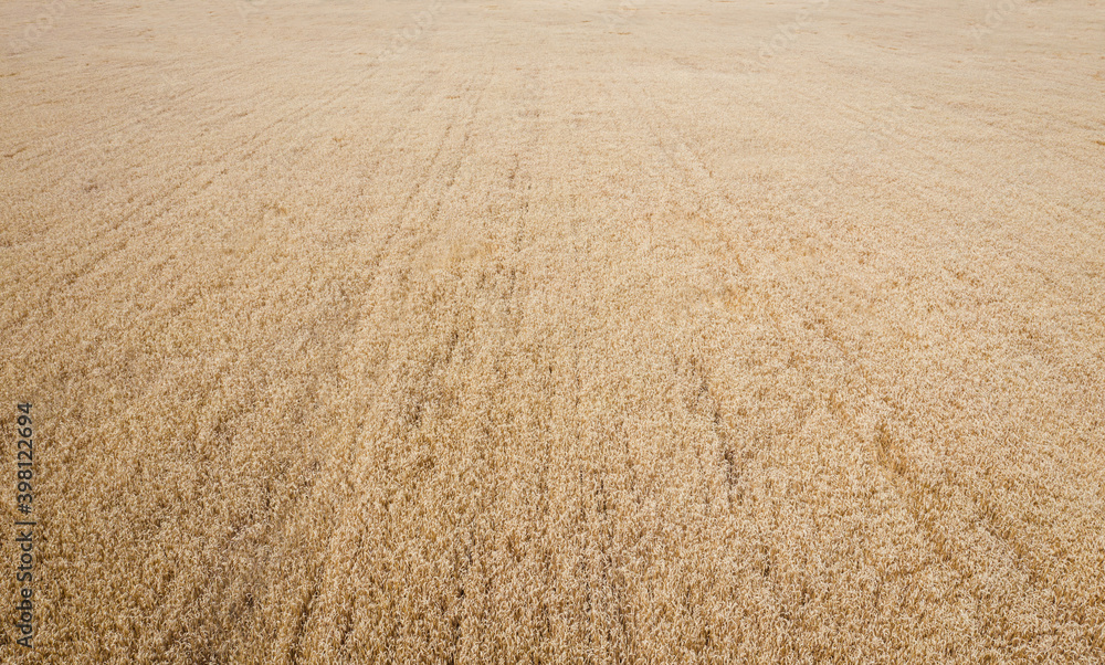 Field of corn Field of corn