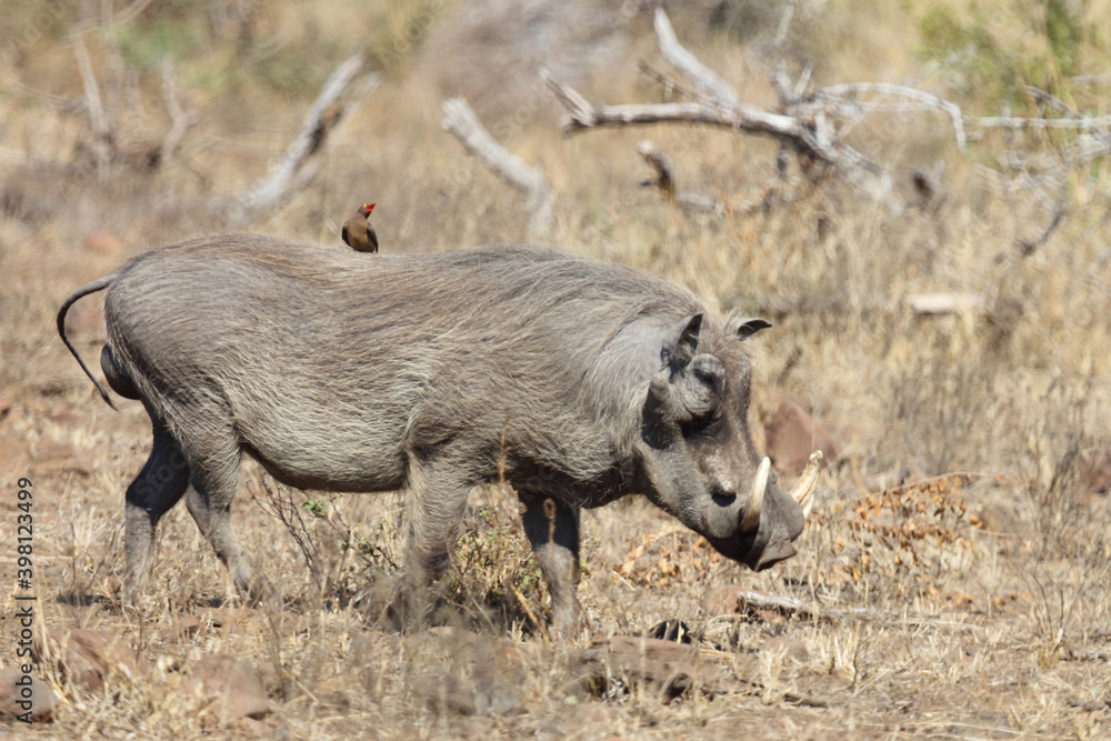 Warzenschwein / Warthog / Phacochoerus africanus Warzenschwein / Warthog / Phacochoerus africanus