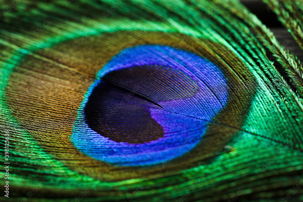 Fototapeta premium Background of beautiful peacock feather