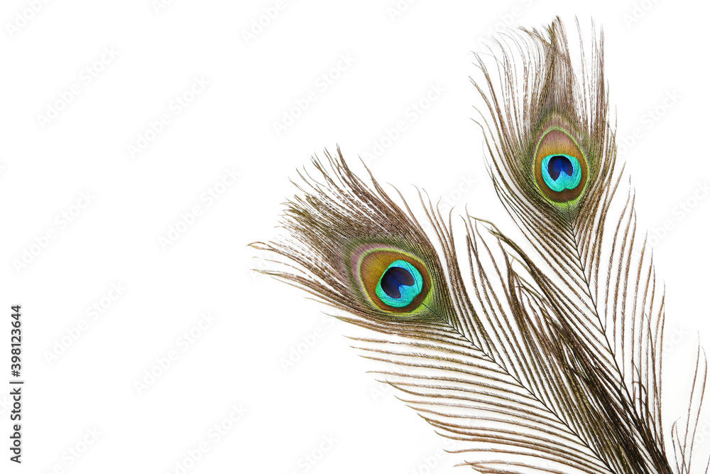Obraz premium Peacock feathers isolated on white background