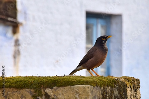 Indian bird on a green musk, window behind.  