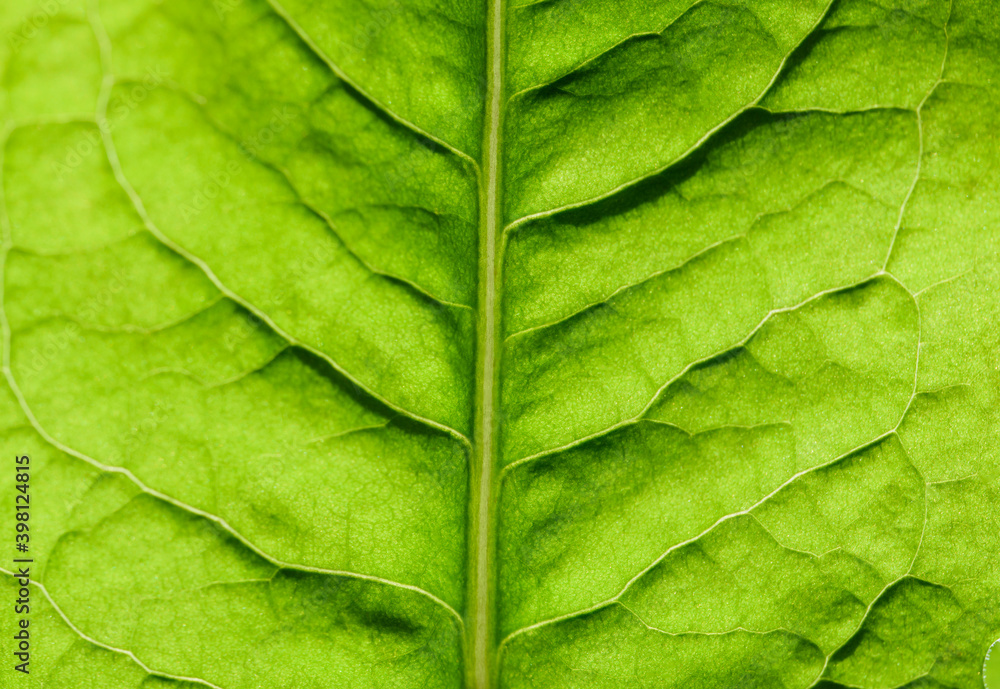 Extreme close up texture of leaf veins. backlight fresh green Leaf. morning sunlight with copy space as background natural green plants landscape, ecology, fresh wallpaper concept. macro Extreme close up texture of leaf veins. backlight fresh green Leaf. morning sunlight with copy space as background natural green plants landscape, ecology, fresh wallpaper concept. macro