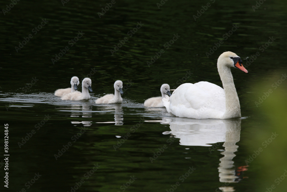 Swan and cygnets reflected in a lake Swan and cygnets reflected in a lake