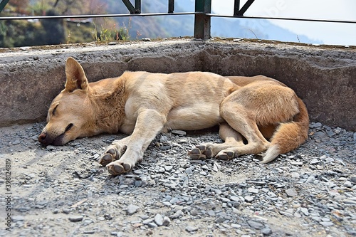 Indian dog relaxing in Dharamkot, Himalays, India. 