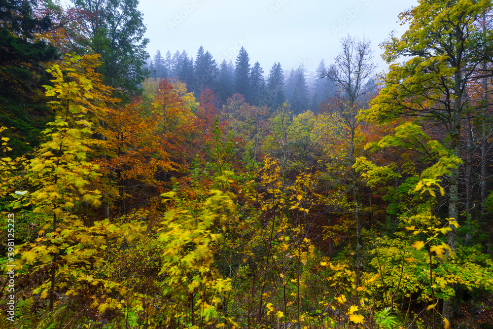 Beech forest in autumn, Ilirska Bistrica, Green Karst, Slovenia, Europe Beech forest in autumn, Ilirska Bistrica, Green Karst, Slovenia, Europe