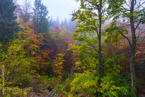 Beech forest in autumn, Ilirska Bistrica, Green Karst, Slovenia, Europe
