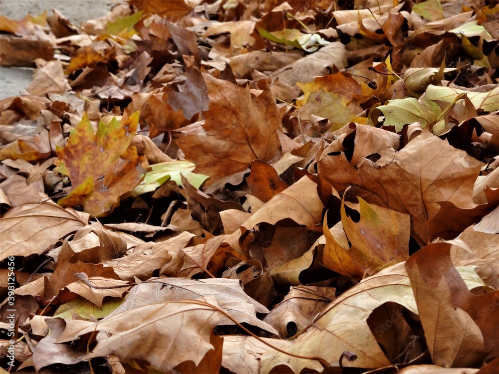 Close up of autumn leaves in yellow brown on the floor