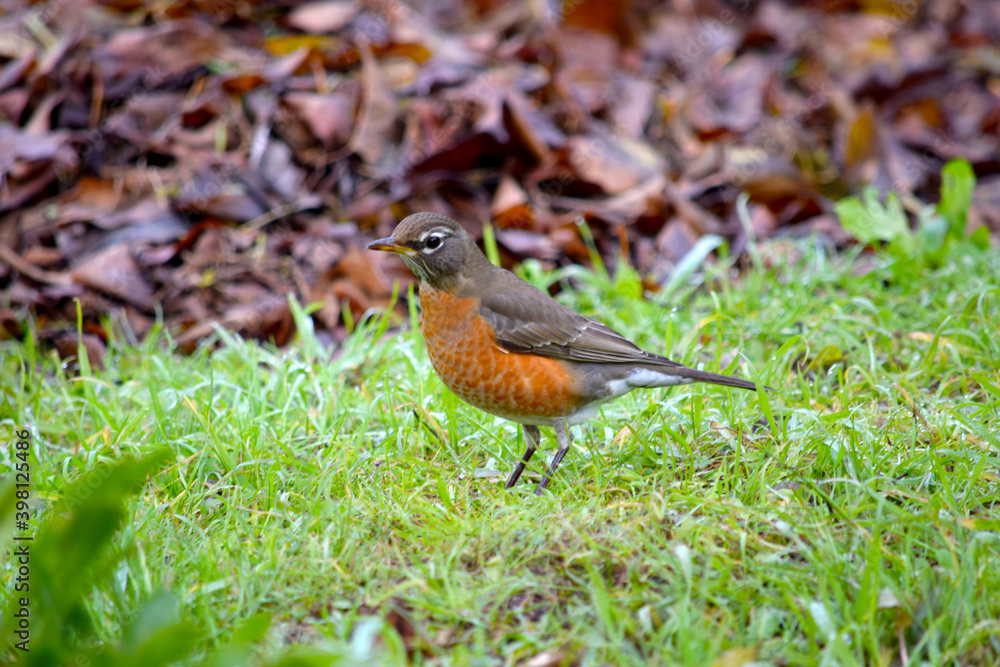 American Robin 12 American Robin 12
