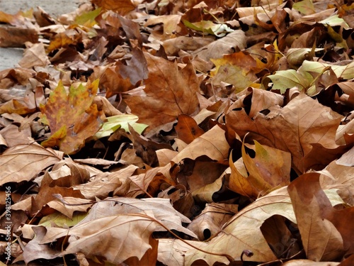 Close up of autumn leaves in yellow brown on the floor