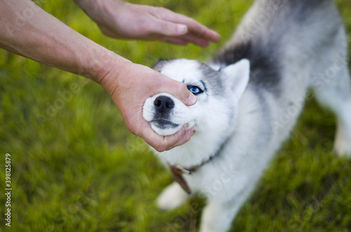 Young man training the puppy siberian husky on the grass. Educating dog. Play with a pet. Dog obedience Training