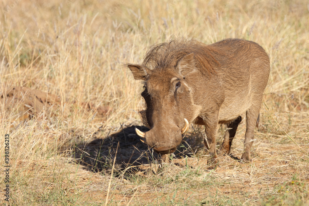 Warzenschwein / Warthog / Phacochoerus africanus Warzenschwein / Warthog / Phacochoerus africanus