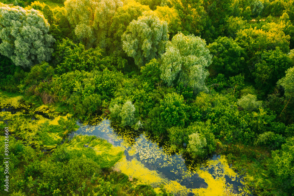 Belarus. Elevated View Of Green Small Bog Marsh Swamp Wetland And Green Forest Landscape In Sunny Summer Evening
