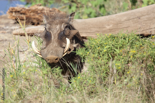 Warzenschwein / Warthog / Phacochoerus africanus..