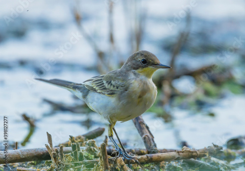 Western Yellow Wagtail, Motacilla flava searching for material to build a nest