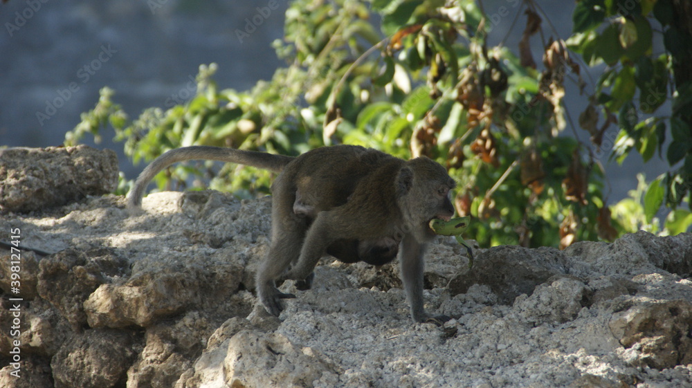 A monkey with the baby on the rocks