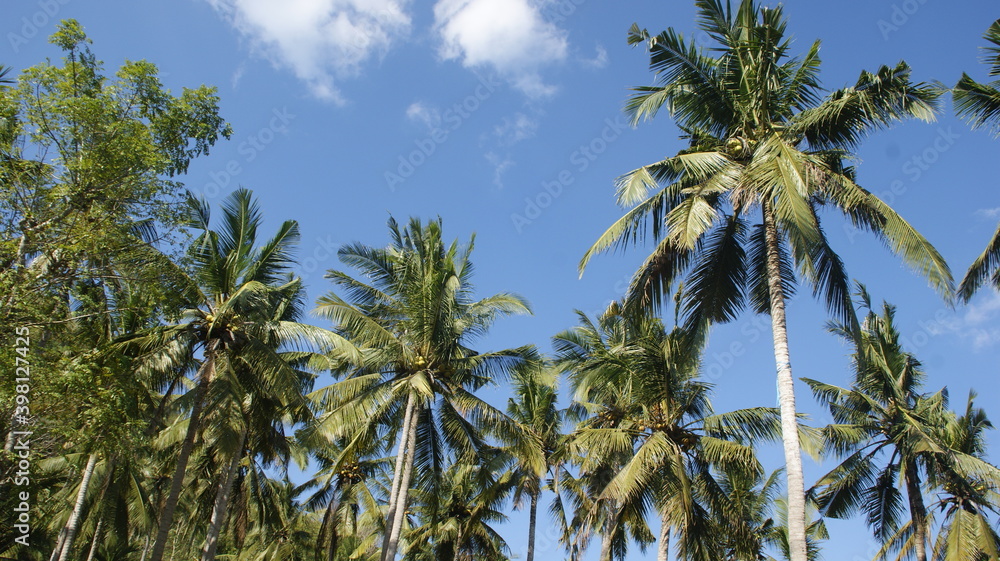 palm trees against blue sky with some white clouds palm trees against blue sky with some white clouds