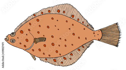 Color flounder fish, hand drawn. Colorful flatfish isolated on white background. Vector illustration.