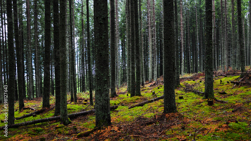 A spruce tree forest during autumn season. Yellow grass and pinecons lying on the ground. Submerging into wilderness. 