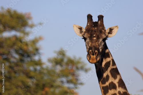 Fototapeta Naklejka Na Ścianę i Meble -  Giraffe / Giraffe / Giraffa Camelopardalis