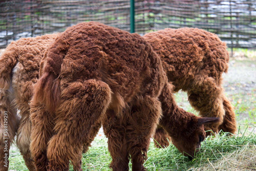 Llama in the open aviary in summer day