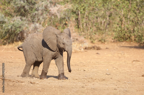 Afrikanischer Elefant   African elephant   Loxodonta africana.