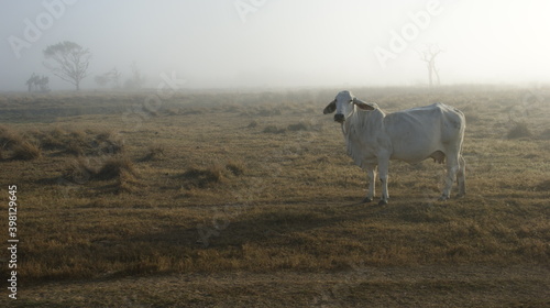 Sheep in the misty field with a white background