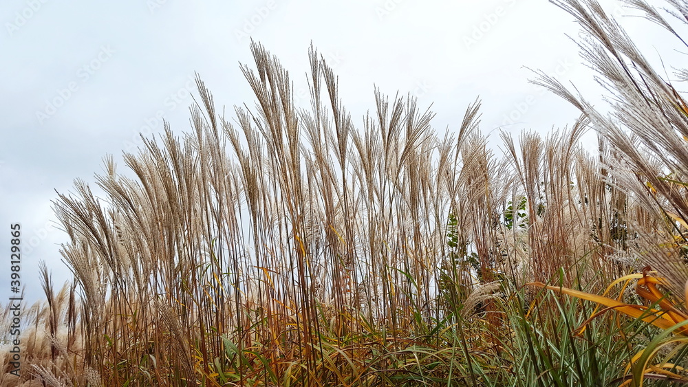 Εκτύπωση καμβά Miscanthus Sinensis - Chinaschilf blüht im Herbst