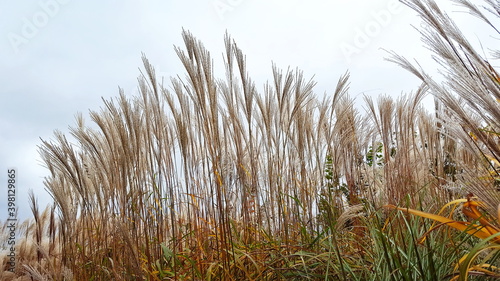 Slika na platnu Miscanthus Sinensis - Chinaschilf blüht im Herbst