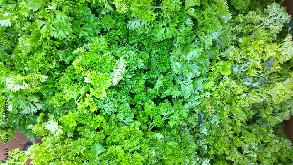 Garden parsley background. Petroselinum crispum. Herb on farmers market or supermarket. Retail industry. Discount. Grocery shopping. Healthy lifestyle. Greengrocer. Natural green backdrop. Apiaceae.